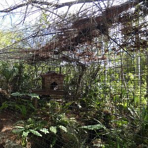 Raccoon Hut - Jan. 2022