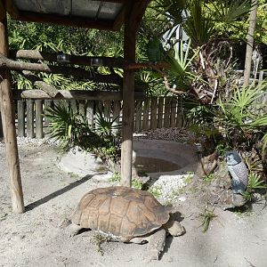 Random Tortoise/Parrot Exhibit - Jan. 2022