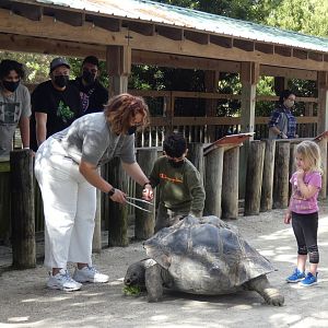 Tortoise Encounter - Jan. 2022