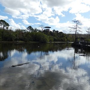 Alligator Breeding Marsh - Jan. 2022