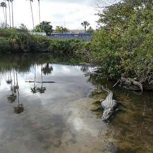 Alligator Breeding Marsh - Jan. 2022