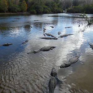Alligator Breeding Marsh - Jan. 2022