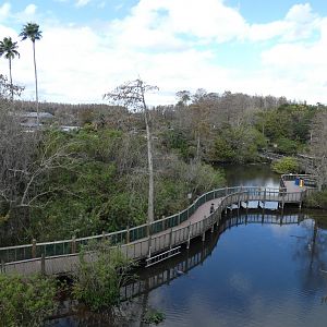 Alligator Breeding Marsh, View from Observation Tower - Jan. 2022