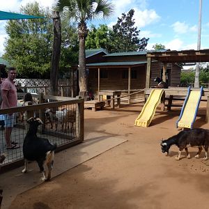 Petting Farm - Jan. 2022