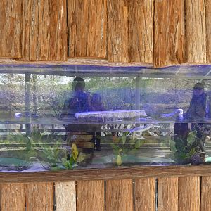 Young Orinoco Crocodile Enclosure - Jan. 2022