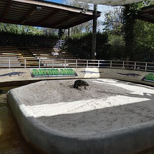 Alligators: Legends of the Swamp - Jan. 2022