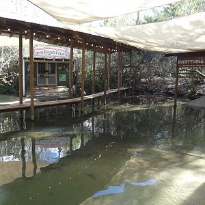 White Alligators - Jan. 2022