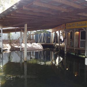 White Alligators - Jan. 2022