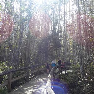 Swamp Walk - Jan. 2022