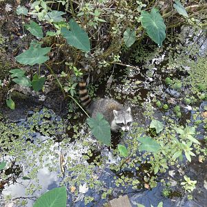 Wild Raccoon, Swamp Walk - Jan. 2022