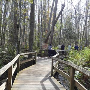 Swamp Walk - Jan. 2022
