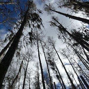 Swamp Walk - Jan. 2022