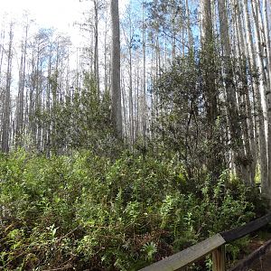 Swamp Walk - Jan. 2022