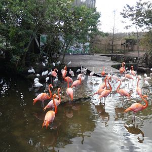 Flamingo/Capybara Enclosure - Jan. 2022