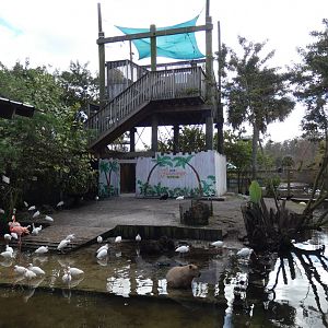 Flamingo/Capybara Enclosure - Jan. 2022