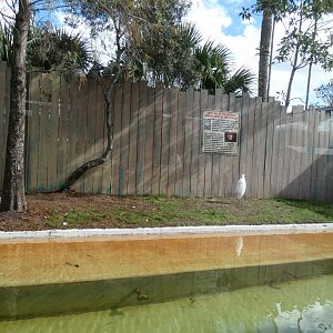 "World's Largest Dwarf Crocodile", Former Home of "Chester the Dog Eater" - Jan. 2022