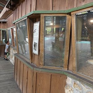 Snakes of Florida Terrariums - Jan. 2022