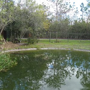 Saltwater Crocodile Enclosure, Crocs of the World - Jan. 2022