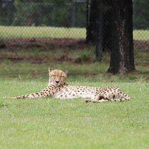Male Cheetah