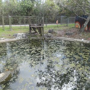 Saltwater Crocodile Enclosure, Crocs of the World - Jan. 2022