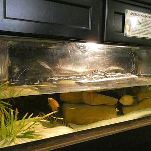 Baby Alligator Tank Inside "Award Winning" Gift Shop - Jan. 2022