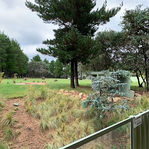 African Painted Dog Exhibit