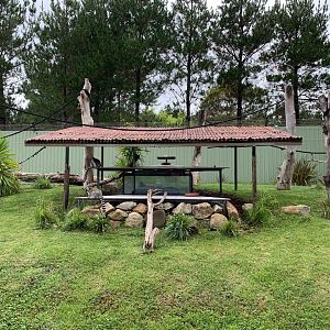 Ring-tailed Lemur Exhibit