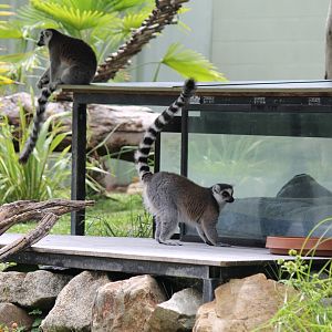 Ring-tailed Lemur