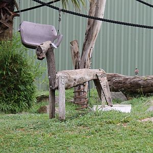 Black-and-white Ruffed Lemur Enrichment