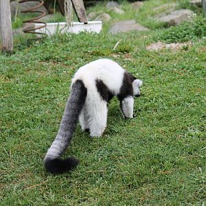 Black-and-white Ruffed Lemur