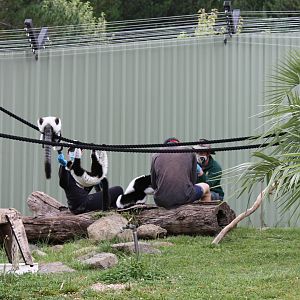 Black-and-white Ruffed Lemur Encounter