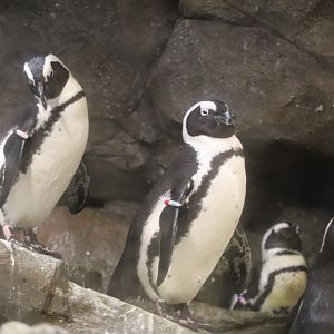Cold Water Quest - African Penguin
