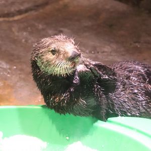Cold Water Quest - Southern Sea Otter