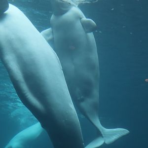 Cold Water Quest - Beluga Whale