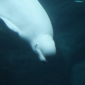 Cold Water Quest - Beluga Whale