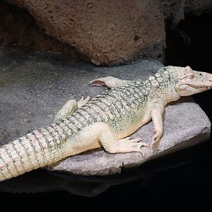 Gator Crossing - American Alligator