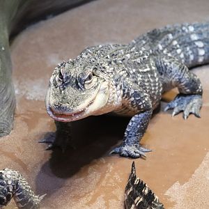Gator Crossing - American Alligator