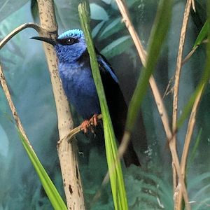 Red-legged honeycreeper (Cyanerpes cyaneus)