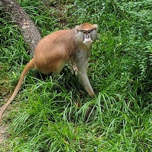 Common patas monkey (Erythrocebus patas)