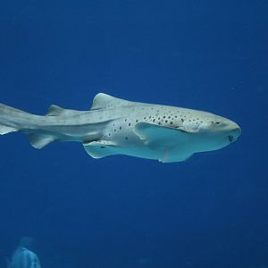 Ocean Voyager - Zebra Shark