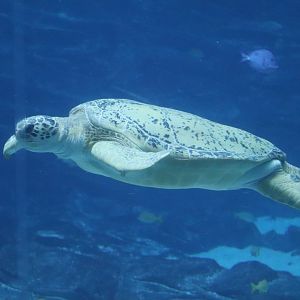 Ocean Voyager - Green Sea Turtle - Tank