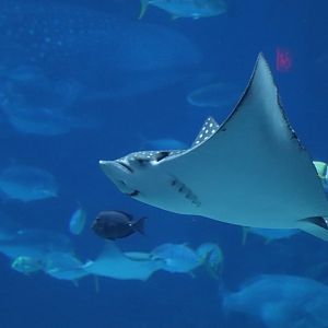 Ocean Voyager - Spotted Eagle Ray