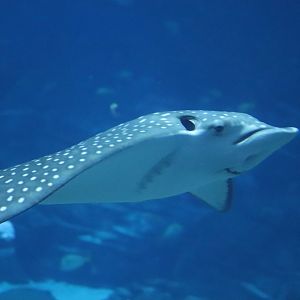 Ocean Voyager - Spotted Eagle Ray