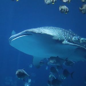 Ocean Voyager - Whale Shark