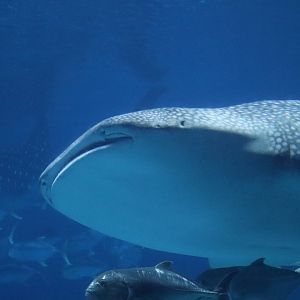 Ocean Voyager - Whale Shark