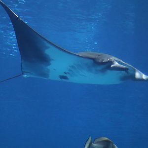 Ocean Voyager - Manta Ray