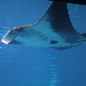 Ocean Voyager - Manta Ray