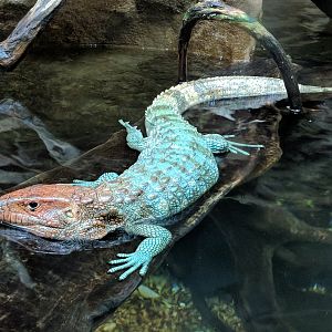 Northern caiman lizard (Dracaena guianensis)