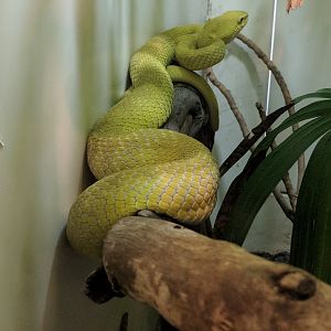 Sunda Island viper (Trimeresurus insularis)