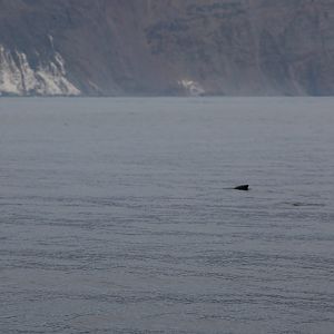 Burmeister's porpoise (Phocoena spinipinnis)